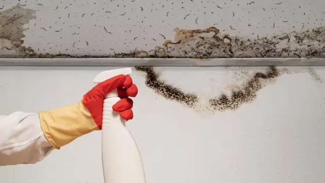 Black mold along the top of a wall while a gloved hand holds a spray bottle