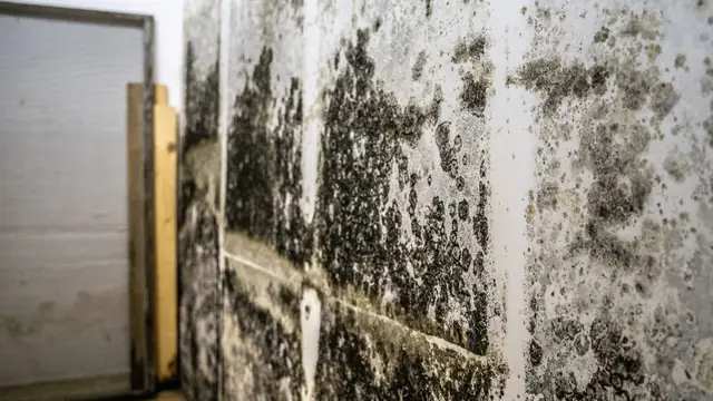 Heavy black mold growth on a basement wall