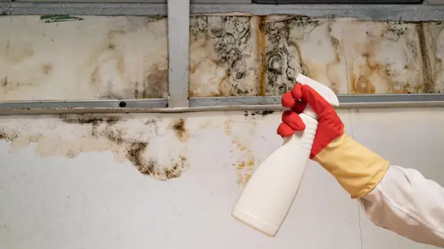 Gloved hand holding a spray bottle near mold in an opened wall